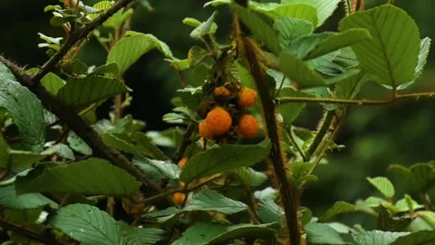 Golden evergreen raspberry or golden Himalayan or yellow Himalayan raspberry Stock Footage 246663986