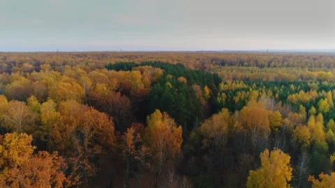 Golden Fall. Air View Stock Footage 160657935