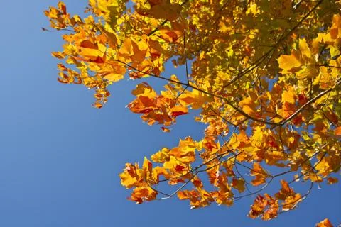 Golden fall branches in a park Stock Photos