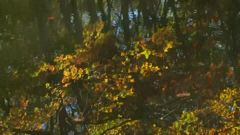 Golden Fall Foliage Against Blue Sky Background Stock Footage 346196140