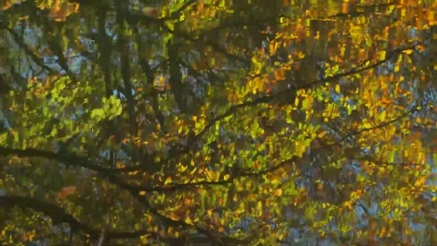 Golden Fall Foliage Reflected on Pond Surface Stock Footage 346189981