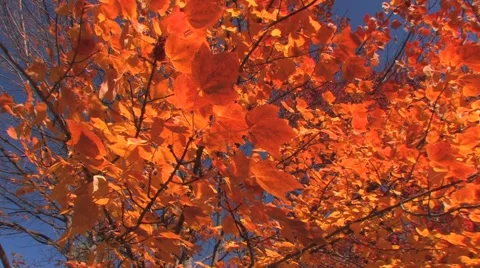 Golden fall leaves Stock Footage 999677