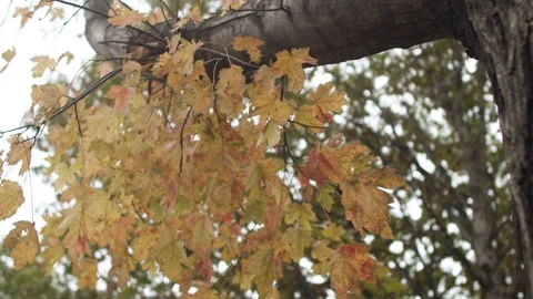 Golden Fall Leaves Moving in the Wind Video stock 253740327