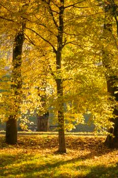 Golden fall Stock Photos