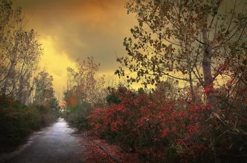 Golden Fall Stock Photos