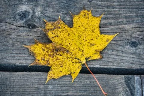 Golden Fall - A Single Maple Leaf on Weathered Wood Stock Photos
