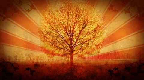Golden Fall Tree Stock Footage 50754306