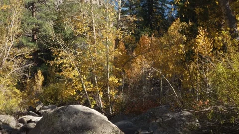 Golden Fall Trees in Forest Setting with Massive Rock Formations 스톡 동영상 334111122