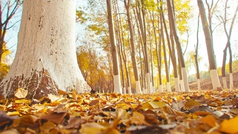 Golden fallen leaves, falling close-up 動画素材 228726301