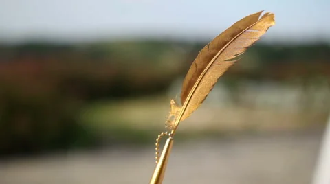 Golden Feather Outdoors Stock Footage 59663250