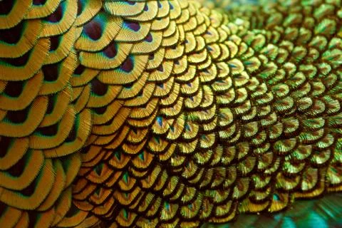Golden feather Stock Photos
