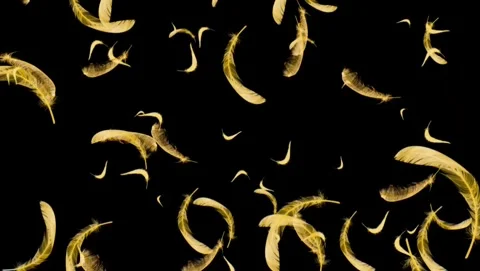 Golden feathers falling slowly on a black background Vidéo 343484331