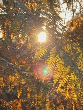 Golden Ferns Winter Sun Stock Photos
