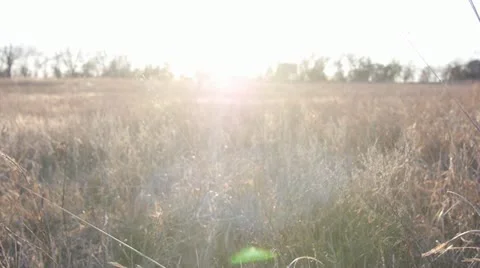 Golden Field 2 Video stock 21902571