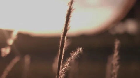 Golden Field- 2 Stock-Footage 52422737