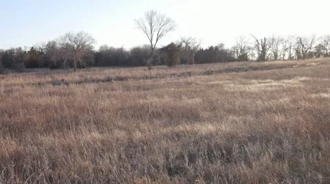 Golden Field 3 Video stock 21902659