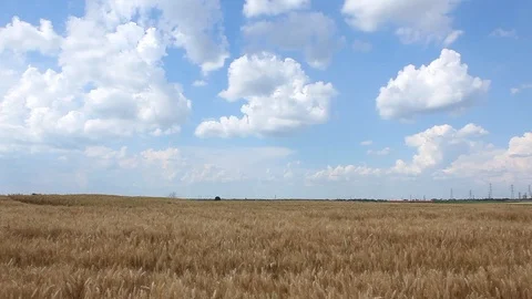 Golden field and clouds Stock Footage 90721040