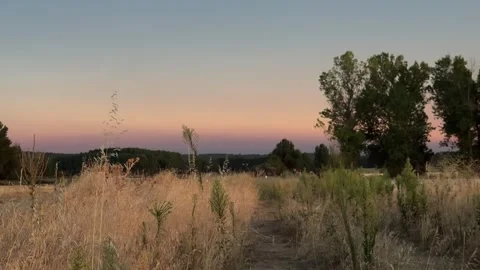Golden field and dry grass at sunset Видео 344146953