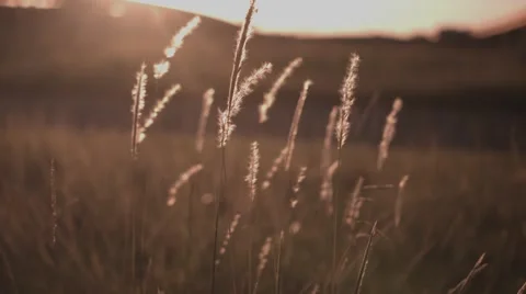 Golden field 스톡 동영상 52422727