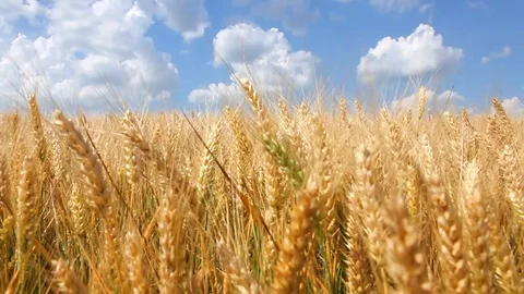 Golden field Stock Footage 90723725