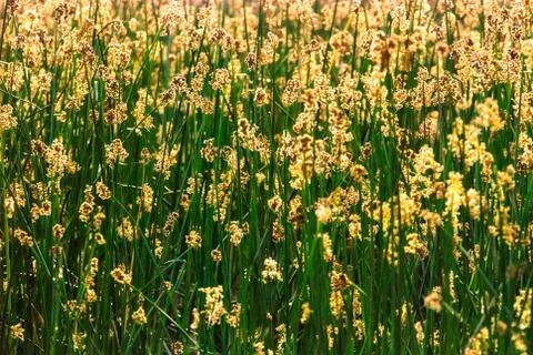 Golden Field Stock Photos