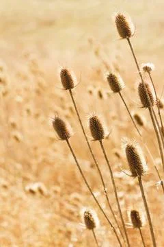 Golden Field Stock Photos