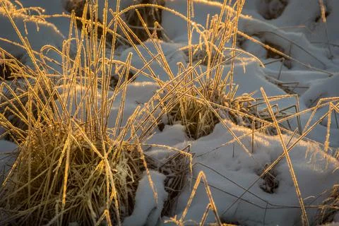 The golden field Fotos de archivo