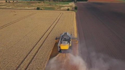 Golden field splits from dark soil. Harvester moves low, kicking dust behind Video stock 345260696