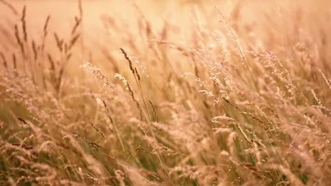 Golden Field at Sunset Stock Footage 300108202
