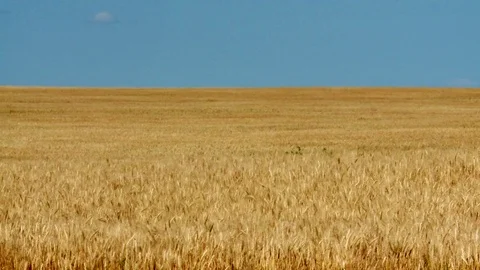 Golden field timelapse Stock Footage 74089301
