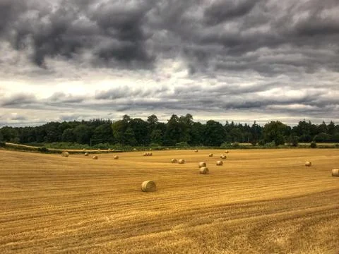 Golden field under dramatic clouds Stock Photos