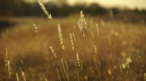 Golden Field of Wheat 스톡 동영상 26286323