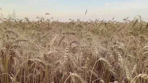 Golden field of wheat Video stock 137249172