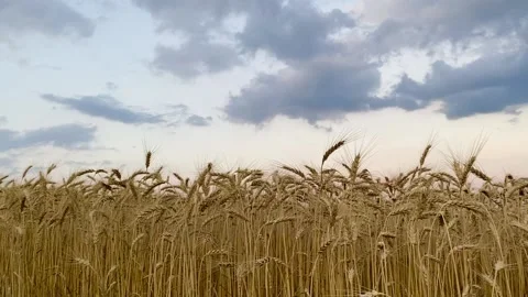 Golden field of wheat Stock Footage 137249210