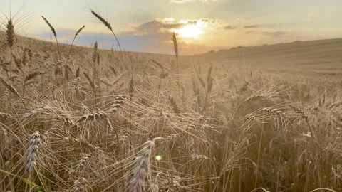 Golden field of wheat Video stock 137249254
