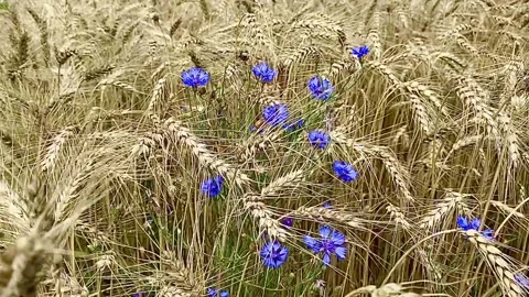 Golden field of wheat Stock Footage 137249354
