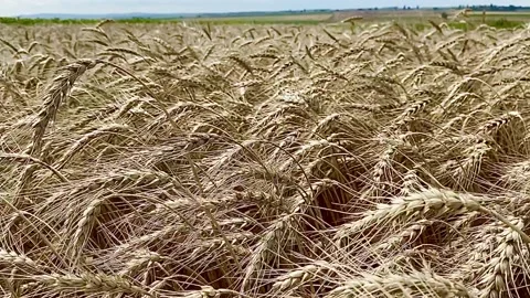 Golden field of wheat Video stock 137249363