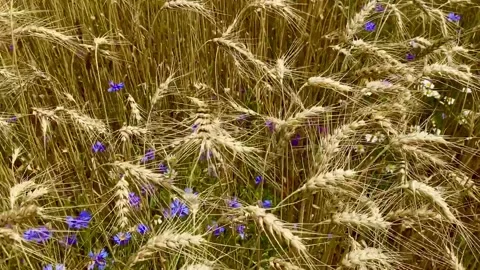 Golden field of wheat Stock Footage 137249369