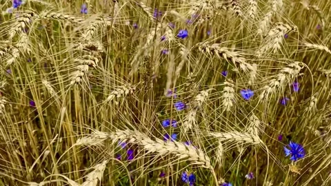 Golden field of wheat Video stock 137249376