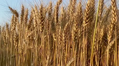 Golden field of wheat Video stock 137249408