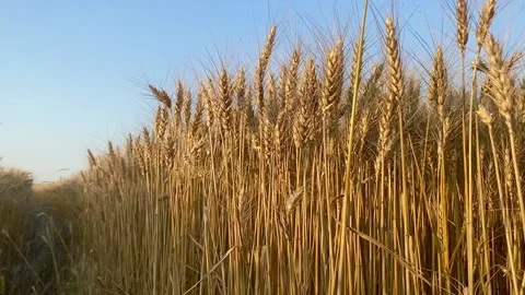 Golden field of wheat Video stock 137249411