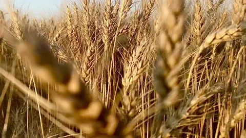 Golden field of wheat Video stock 137249418