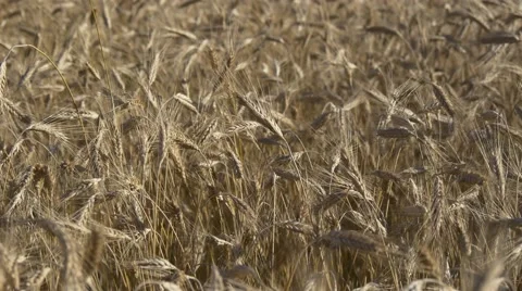 Golden field of wheat moving in wind Stock Footage 67410441