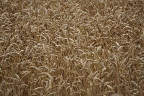 A Golden Field of Wheat Stock Photos