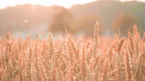 Golden Field in the Wind Stock Footage