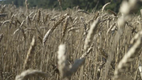 Golden Field of Winter Wheat Vidéo 196004062