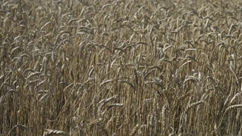 Golden Field of Winter Wheat Stock Footage 196004626