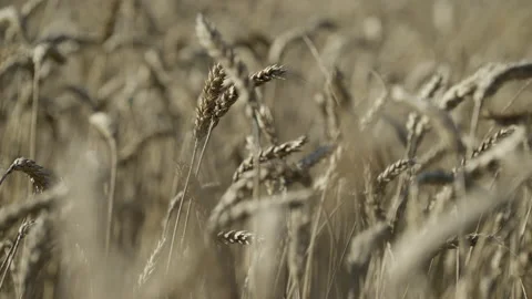 Golden Field of Winter Wheat Stock Footage 196006743