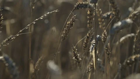 Golden Field of Winter Wheat Stock Footage 196006927