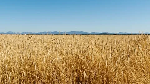 Golden Fields and Moving Tractor Video stock 287740117